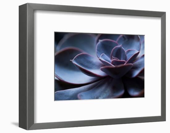 Succulent Plant in Close-up-Paivi Vikstrom-Framed Photographic Print