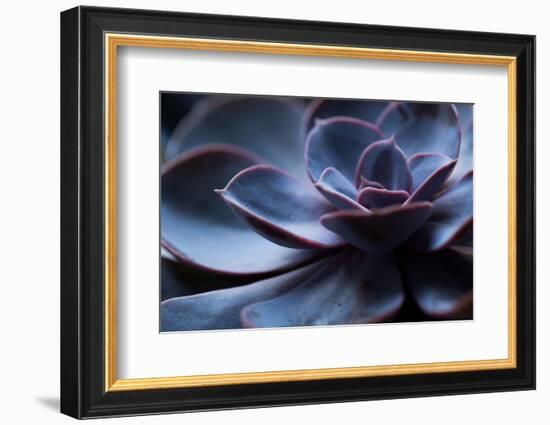 Succulent Plant in Close-up-Paivi Vikstrom-Framed Photographic Print