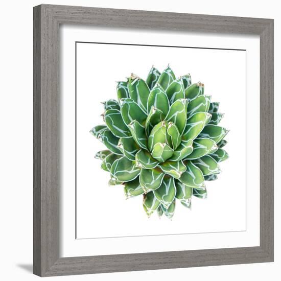 Succulent Plant Isolated on White-kenny001-Framed Photographic Print