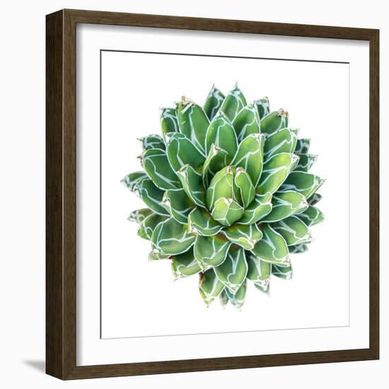 Succulent Plant Isolated on White-kenny001-Framed Photographic Print