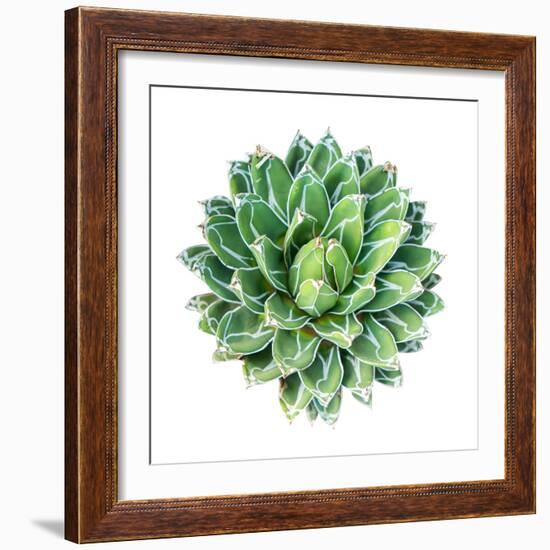 Succulent Plant Isolated on White-kenny001-Framed Photographic Print