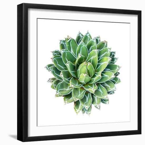 Succulent Plant Isolated on White-kenny001-Framed Photographic Print