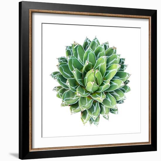 Succulent Plant Isolated on White-kenny001-Framed Photographic Print