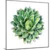 Succulent Plant Isolated on White-kenny001-Mounted Photographic Print