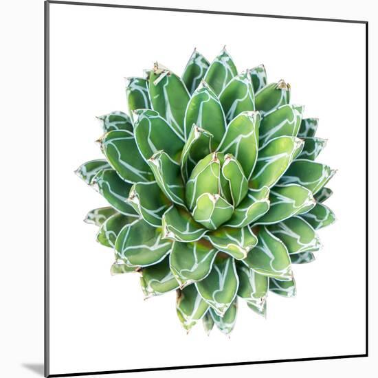 Succulent Plant Isolated on White-kenny001-Mounted Photographic Print