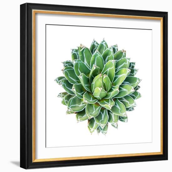 Succulent Plant Isolated on White-kenny001-Framed Photographic Print