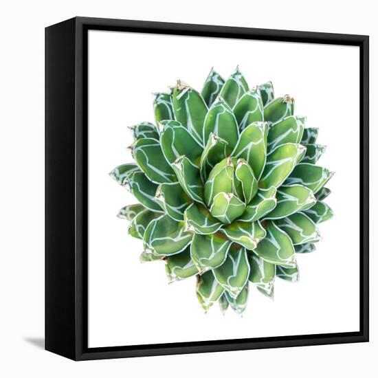 Succulent Plant Isolated on White-kenny001-Framed Stretched Canvas