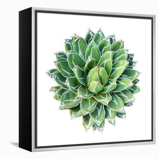 Succulent Plant Isolated on White-kenny001-Framed Stretched Canvas