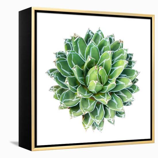 Succulent Plant Isolated on White-kenny001-Framed Stretched Canvas