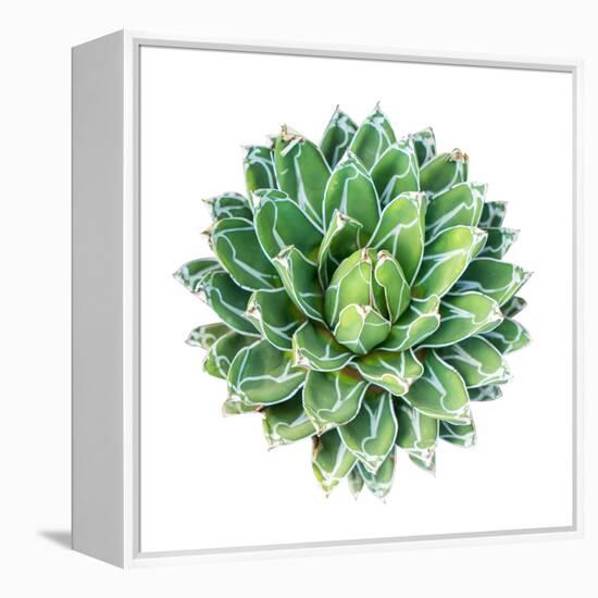 Succulent Plant Isolated on White-kenny001-Framed Stretched Canvas