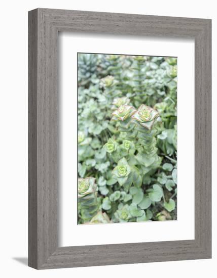 Succulent Plant, Usa-Lisa S. Engelbrecht-Framed Photographic Print