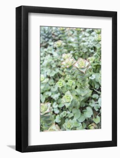 Succulent Plant, Usa-Lisa S. Engelbrecht-Framed Photographic Print