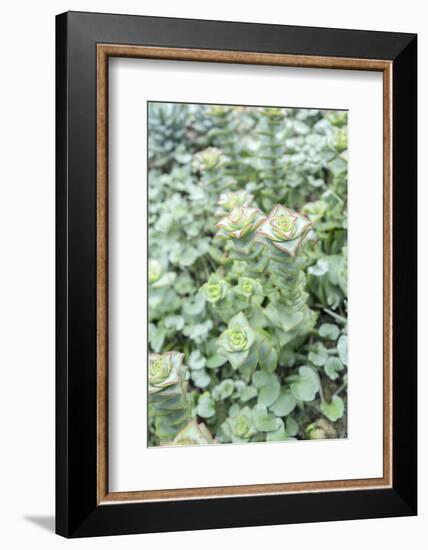 Succulent Plant, Usa-Lisa S. Engelbrecht-Framed Photographic Print