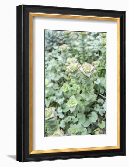 Succulent Plant, Usa-Lisa S. Engelbrecht-Framed Photographic Print