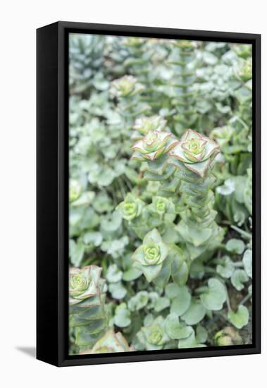 Succulent Plant, Usa-Lisa S. Engelbrecht-Framed Premier Image Canvas