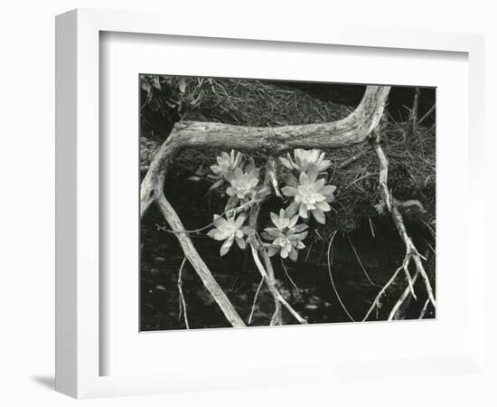 Succulent, Point Lobos, 1951-Brett Weston-Framed Photographic Print