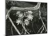 Succulent, Point Lobos, 1951-Brett Weston-Mounted Photographic Print