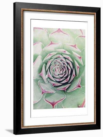 Succulent Red Tips-Urban Epiphany-Framed Art Print