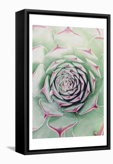 Succulent Red Tips-Urban Epiphany-Framed Stretched Canvas