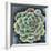 Succulent Rosette II-Chariklia Zarris-Framed Premium Giclee Print