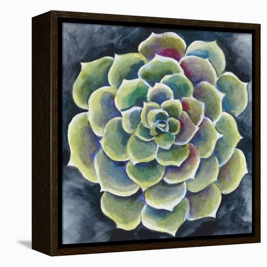 Succulent Rosette II-Chariklia Zarris-Framed Stretched Canvas