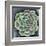 Succulent Rosette II-Chariklia Zarris-Framed Art Print