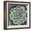 Succulent Rosette II-Chariklia Zarris-Framed Art Print