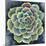 Succulent Rosette II-Chariklia Zarris-Mounted Art Print