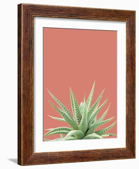 Succulent Simplicity I Coral Crop-Felicity Bradley-Framed Photographic Print