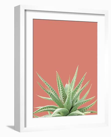 Succulent Simplicity I Coral Crop-Felicity Bradley-Framed Photographic Print