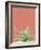 Succulent Simplicity I Coral Crop-Felicity Bradley-Framed Photographic Print