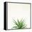 Succulent Simplicity I Neutral-Felicity Bradley-Framed Stretched Canvas