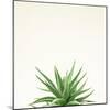 Succulent Simplicity I Neutral-Felicity Bradley-Mounted Art Print