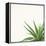 Succulent Simplicity II Neutral-Felicity Bradley-Framed Stretched Canvas