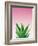 Succulent Simplicity V Pink Ombre Crop-Felicity Bradley-Framed Art Print