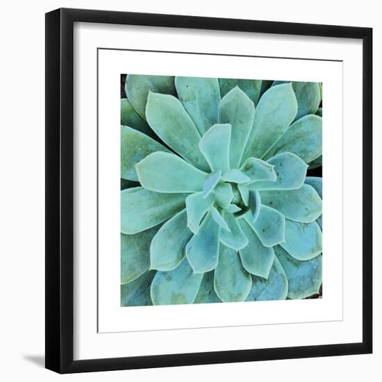 Succulent Splendor 1-Debbie Pearson-Framed Photographic Print