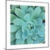 Succulent Splendor 1-Debbie Pearson-Mounted Photographic Print