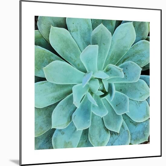 Succulent Splendor 1-Debbie Pearson-Mounted Photographic Print