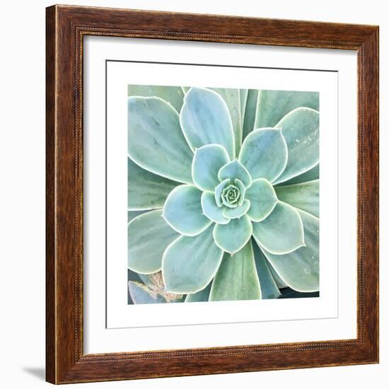 Succulent Splendor 4-Debbie Pearson-Framed Photographic Print