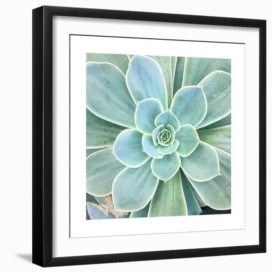 Succulent Splendor 4-Debbie Pearson-Framed Photographic Print
