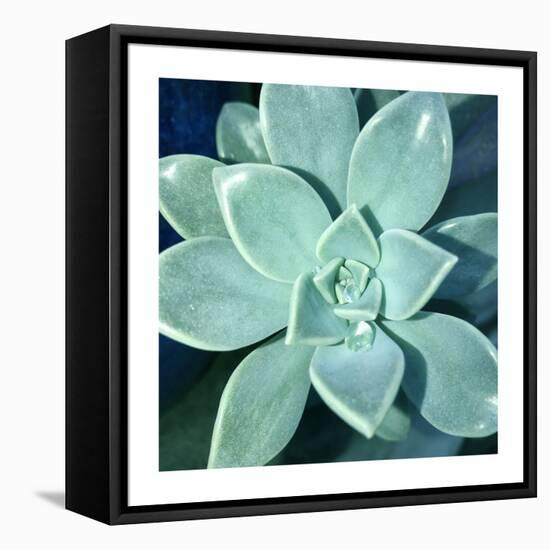 Succulent Splendor 5-Debbie Pearson-Framed Premier Image Canvas