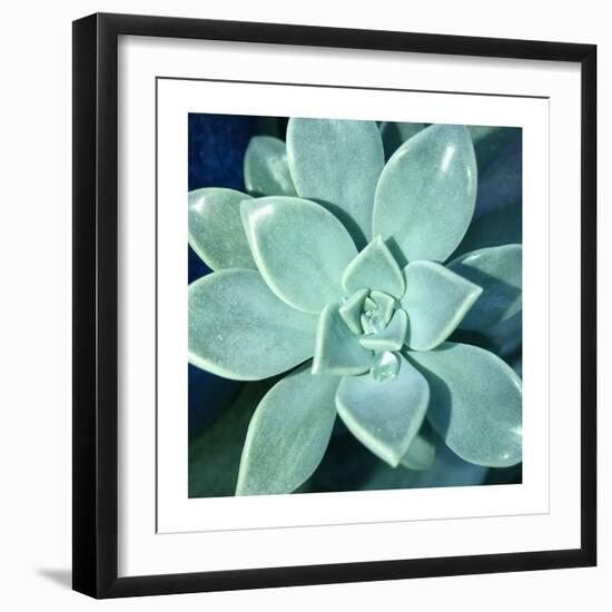 Succulent Splendor 5-Debbie Pearson-Framed Photographic Print