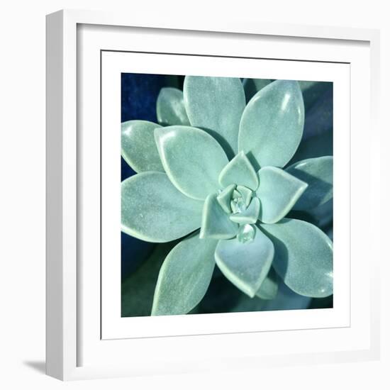 Succulent Splendor 5-Debbie Pearson-Framed Photographic Print