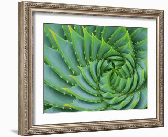 Succulent Swirl-Karen Ussery-Framed Giclee Print