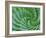 Succulent Swirl-Karen Ussery-Framed Giclee Print