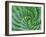 Succulent Swirl-Karen Ussery-Framed Giclee Print