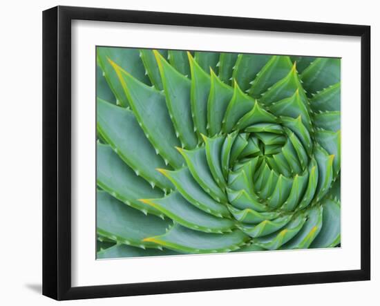 Succulent Swirl-Karen Ussery-Framed Giclee Print