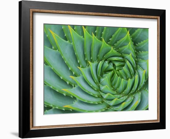 Succulent Swirl-Karen Ussery-Framed Giclee Print