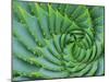 Succulent Swirl-Karen Ussery-Mounted Giclee Print