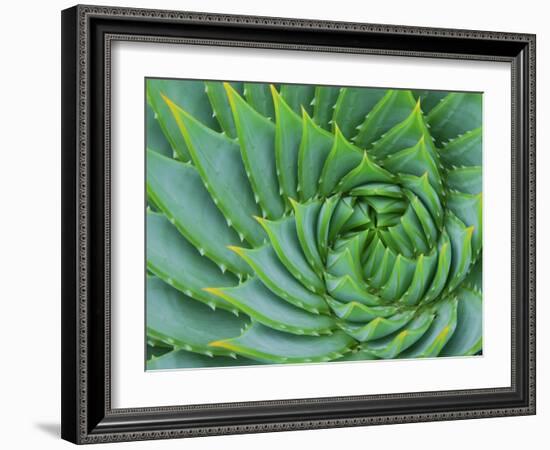 Succulent Swirl-Karen Ussery-Framed Giclee Print